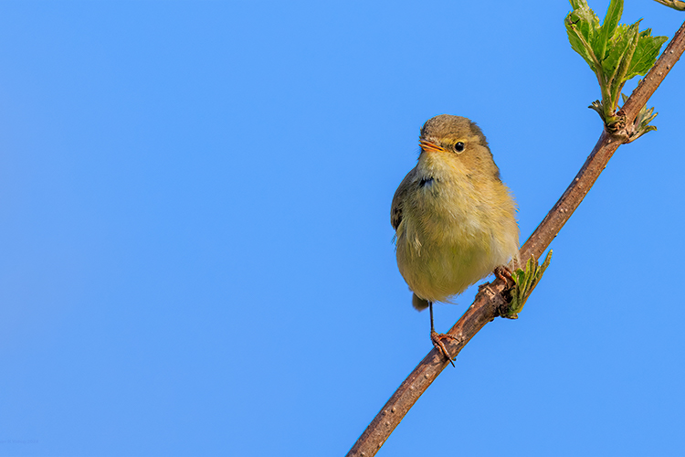 Phylloscopus collybita Chiff-chaff singingr